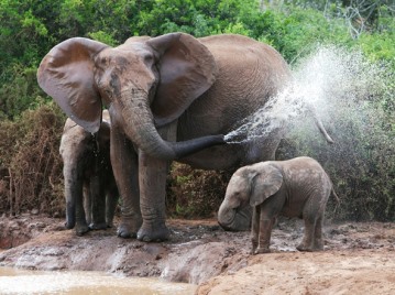 Guesthouses and Bed and Breakfasts in Port Elizabeth